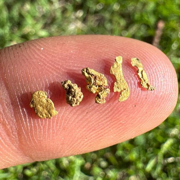 California Gold Nuggets in Display Case - 0.23 grams - Picture 2 of 6